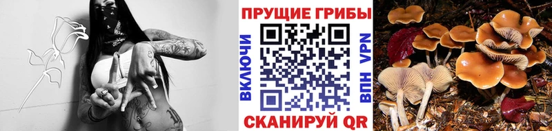 Купить закладки  Уржум  Псилоцибиновые грибы Psilocybine cubensis 
